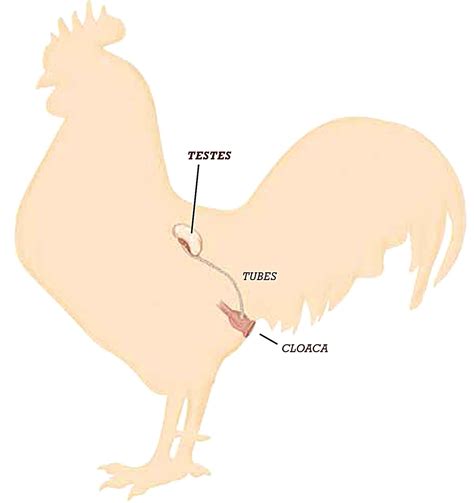 Male Genital Organs Of Poultry