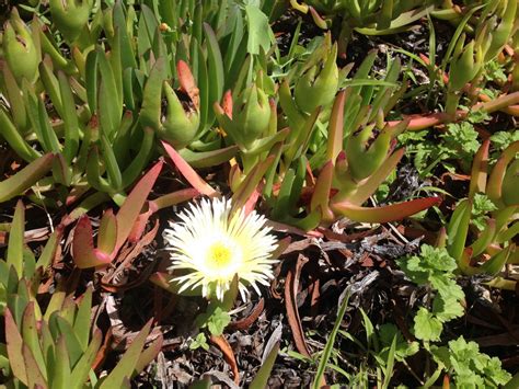 Need Help With The Plant Identification