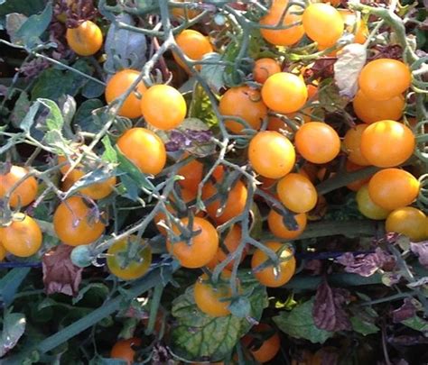 Orange Berry Tomato Seeds Organic Tomatoes Tomato Seeds Hardy Plants
