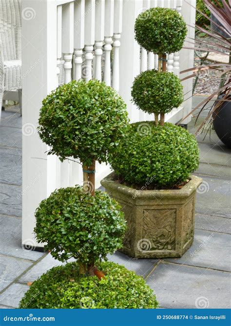 Two Potted Topiaries On Either Side Of An Entrance Stock Photo Image