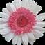 Pink White Gerber Daisy Photograph By Judith Turner