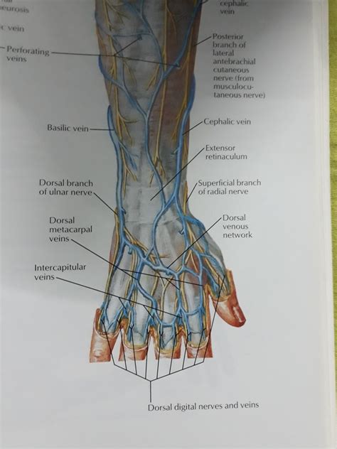 Hand And Wrist Anatomy Diagram