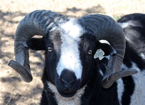 Adult Jacob Sheep For Sale Bear Creek Farm Purveyors Of All Natural