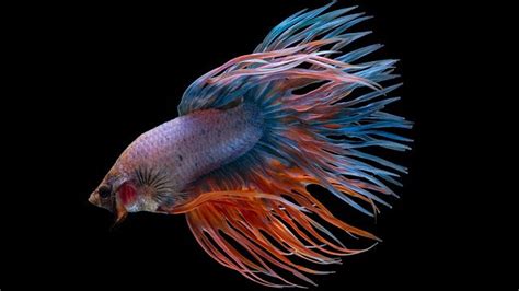 Fish · 8 years ago. The Real 17 Types of Betta Fish that not Fake | Freshwater ...