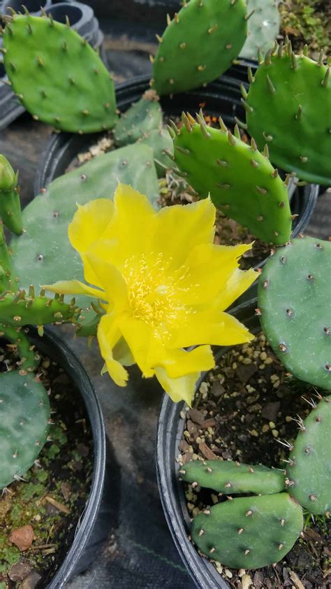 Herbaceous Opuntia Humifusa Eastern Prickly Pear