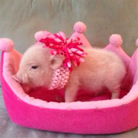 Cute Pink Teacup Pig