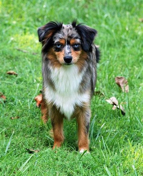 Fancy A Black Tri Mini Aussie Gorgeous Color On This Dog Mini