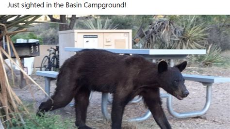 ‘skinny bear spotted in texas worries some is it starving sacramento bee