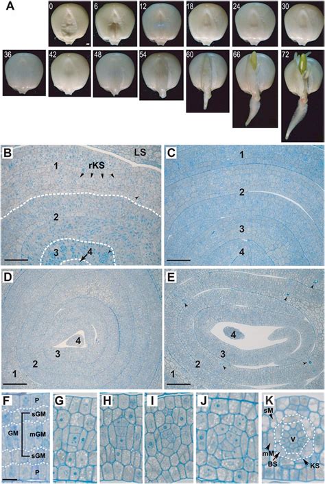 Anatomical And Transcriptional Dynamics Of Maize Embryonic Leaves