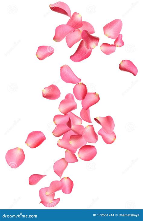 Falling Fresh Pink Rose Petals On Background Stock Photo Image Of
