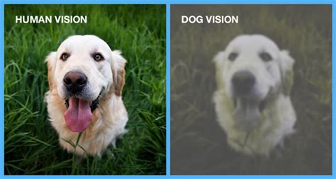 Quick answer … sort of. Are Dogs Color Blind Or They Can Actually See Color ...
