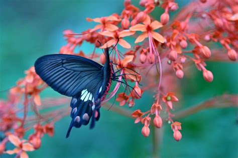 Butterfly On Flower Amazing Wallpaper Nature And Landscape