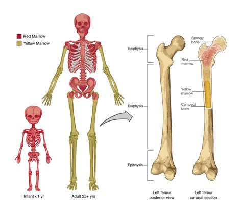 They are twelve in number on either side; 6.1 The Functions of the Skeletal System - Anatomy ...