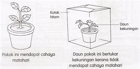 Asas umum pemerintahan yang baik. Selamat Datang Ke Blog Saya.: Tumbuhan