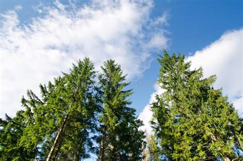 Pine Tree Forest Stock Image Image Of Scene Summer 33556579