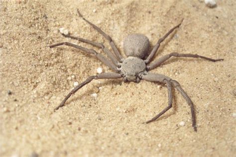 Sicarius Hahni Six Eyed Sand Spider Burying Herself Go Science Girls