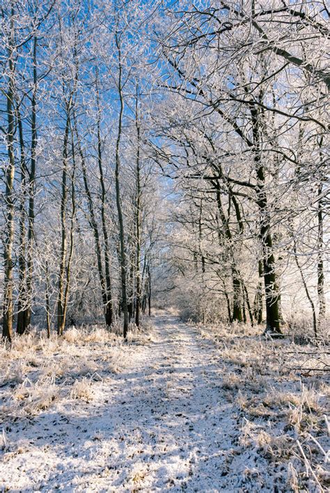 Frozen Footpath On Snowy Meadow Next To Few Trees Stock Photo Image
