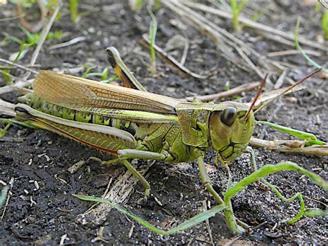 Maybe you would like to learn more about one of these? Tiere im Garten