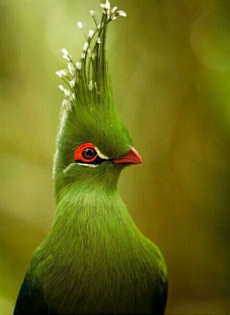 Pin By Teslook On Green Beautiful Birds Pretty Birds Pet Birds