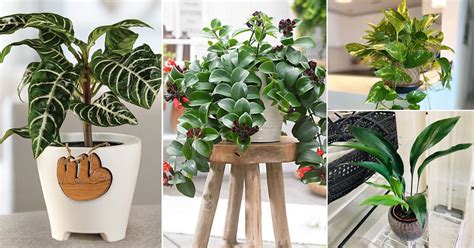 25 Best Indoor Plants For Apartments In India India Gardening