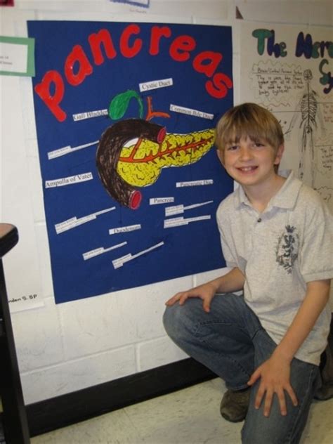 Seans Presentation Of The Pancreas Science Fair Projects Type One