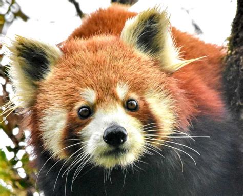 New Gps Study Aims To Better Understand Red Pandas Red Pandazine