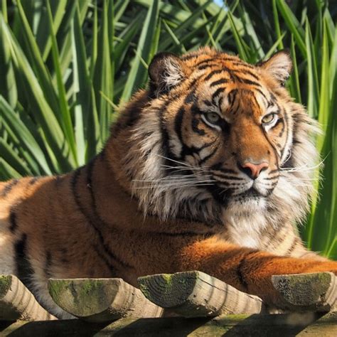 Sint Tico Foto Tigre De Sumatra En Peligro De Extinci N Cena Hermosa