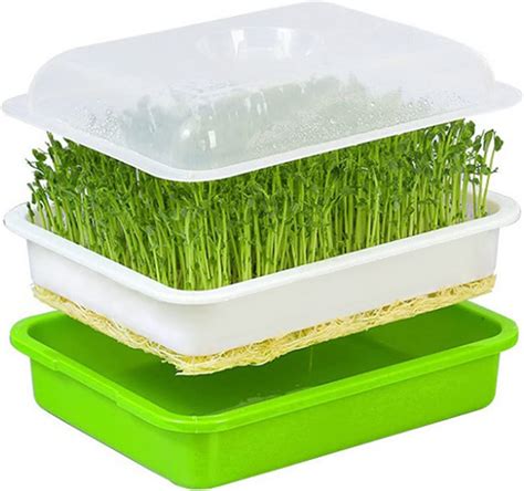 Seed Sprouter Trayseed Trays With Lidsseed Sproutergreen Sprouts