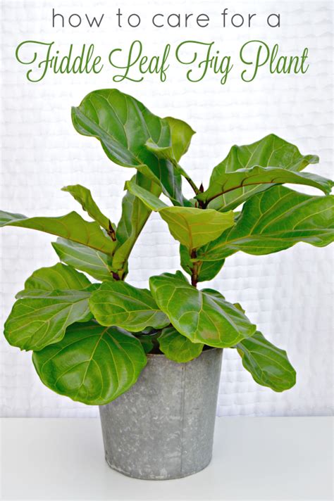 How To Care For A Fiddle Leaf Fig Plant Mom 4 Real