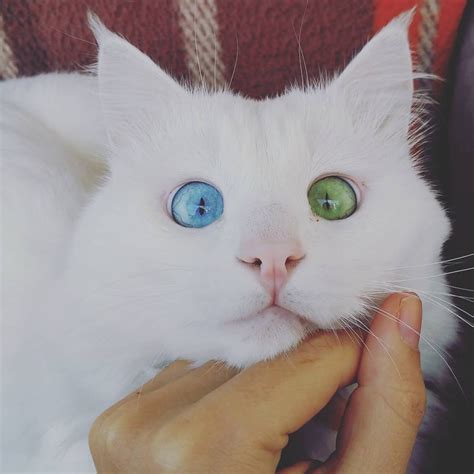 This Slightly Cross Eyed Kitty Will Mesmerize You With His