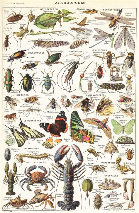 Arthropodes Planche Du Larousse Universel En Deux Volumes Flickr