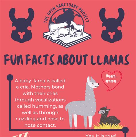 Fun Facts About Llamas Infographic The Open Sanctuary Project