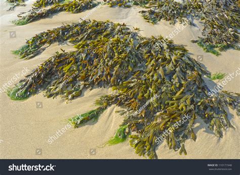 Seaweed On Beach Sand Stock Photo 110171948 Shutterstock