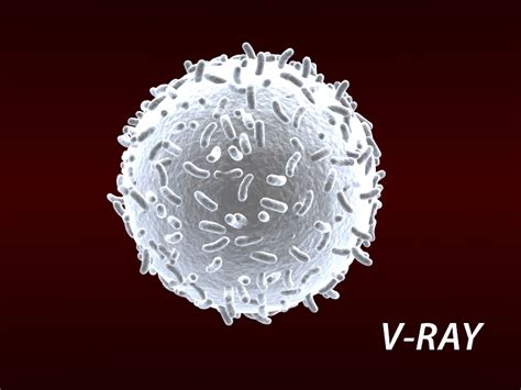 White Blood Cells V1 3d Model Buy White Blood Cells V1
