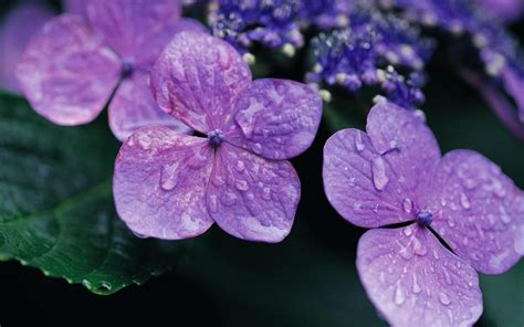 Fondos De Pantalla Flores Púrpura Violeta Azul Primavera