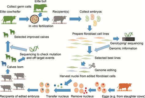 Invited Review Breeding And Ethical Perspectives On Genetically Modified And Genome Edited