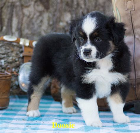 If you find a breeder in texas or an online advertisement on craigslist advertising a. Miniature Australian Shepherd Puppies For Sale | Gun ...