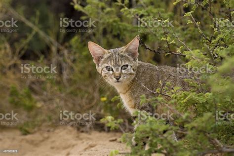 African Wildcat Falbkatze Felis Lybica African Wild Cat Stock Photo
