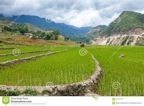 rice-plantations-vietnam-stock-photo-image-of-asia-27571776