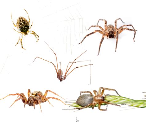 The Common Spiders Of Virginia James River Pest Solutions 2022