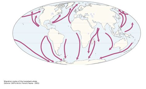 Caff Map No35 Migration Routes Of The Humpback Whale Arctic Portal