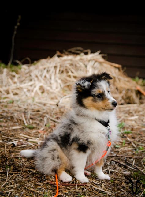 Shetland sheepdog (sheltie) puppies for sale. sheltie puppy on Tumblr