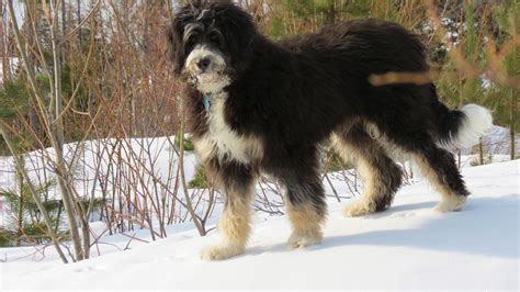 Bernedoodle Info, Temperament, Training, Diet, Puppies, Pictures