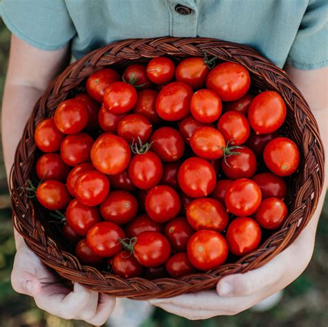 Riesentraube Cherry Tomato Thresh Seed Co
