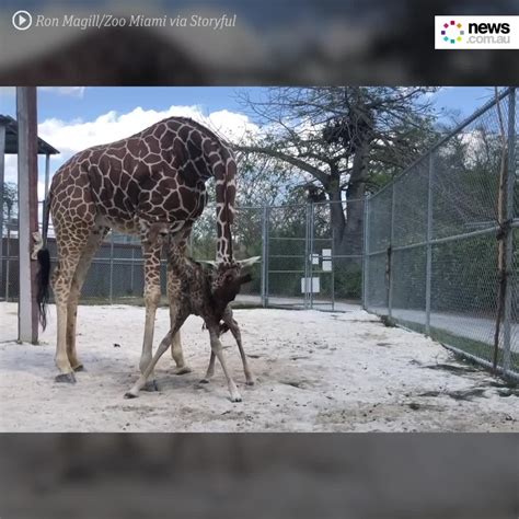 Baby Giraffe Takes First Steps At A Miami Zoo We Interrupt Your Feed