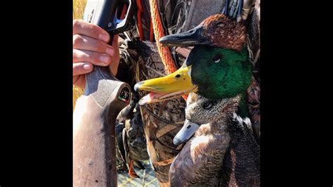Duck Hunting Utah Shallow Marshes Youtube