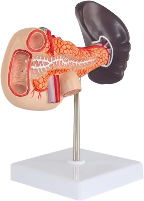 Pancreas And Duodenum And Spleen Modelduodenal Anatomy Modelspleen My