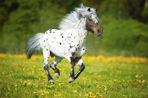 Get To Know The Spotted Coat Horses Guaranteed To Steal Your Heart