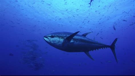 Tuna Species Recovering Despite Growing Pressures On Marine Life Iucn