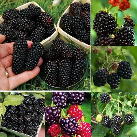 Mulberry Blackberry Fruit Images - Fresh Ripe Black Mulberry Berry ...